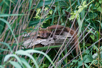 Baummarder bei der Rast in Linum	