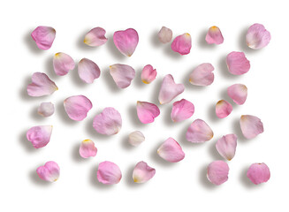 Pink rose flower petals isolated with shadows on white background. Blooming wild rose petals for flowers background, floral pattern, wallpaper, etc.
