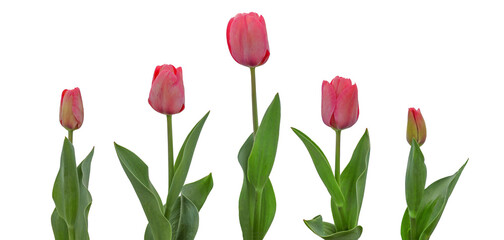 Blooming pink tulips isolated on white background. Set of pink tulips with leaves for floral design.