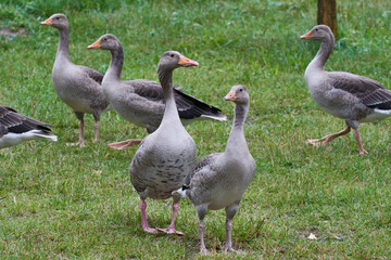 Graugänse in Brandenburg