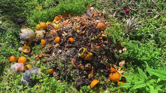 Concept of organic farming and ecological vegetable growing. Sustainable lifestyle, waste reduction, recycling. Zero waste. Composting. Throws Food Scraps Onto Compost Pile. 4k slow motion footage.