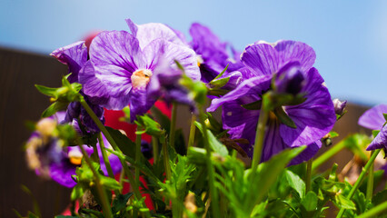 Macro de pétales de fleurs, suspendues sur un balcon