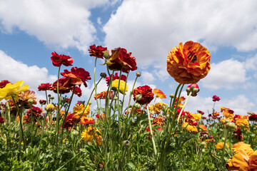 Multicolored flowers of cultivated garden buttercups against a sky with clouds