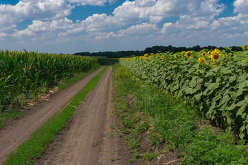 Fototapeta na wymiar Summer Landscape with earth road beetwen flowering sunflowers and maize fields in Ukraine