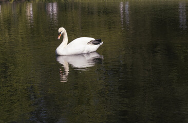 A beautiful white swan on blue misty lake
