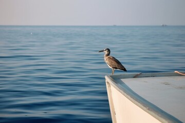 Fototapeta na wymiar A bird perched on a boat, with a calm sea behind i