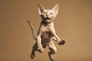 Happy Cheerful Cat Devon Rex In Jumping, In Flight On Light Brown Background Full Body, Wide Angle, Studio Photo. Generative AI