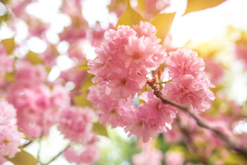 A branch of beautiful blooming sakura against the background of the spring sky.