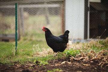 Chickens on a small farm in the country. Small scale poultry farming in Ontario, Canada.