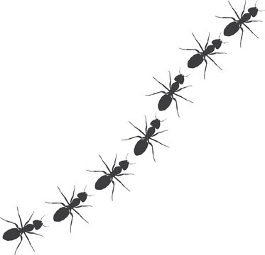Insect Insects ant ants emmet pismire banner Vector icon icons sign signs fun funny A line of worker workers ants marching search Silhouette banner logo Random Seamless Pattern Representing Teamwork