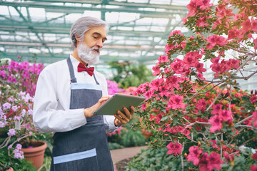 Hobby and Profession. Handsome gardener. Senior bearded man using tablet computer at greenhouse full of flowers.