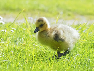 Cute newborn chick of a Canada goose on a meadow