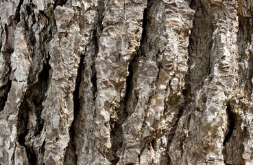 Pine tree bark texture