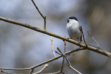 Naklejka premium Sumpfmeise oder Nonnenmeise (Poecile palustris) in der Oberlausitz auf einem Baum 