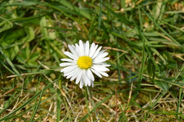 Daisy in the grass