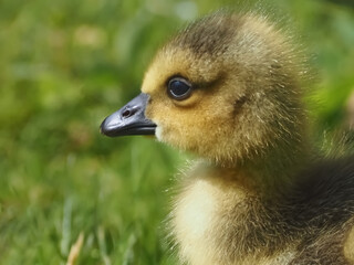 Cute newborn chick of a Canada goose on a meadow