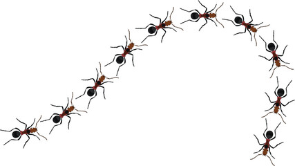 A line of worker ants marching in search of food. Vector illustration