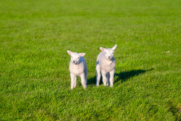 Two lambs in a field. Agriculture. Pasture in a green meadow. The beginning of the spring season....