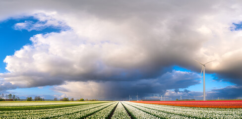 Fototapeta premium A field of tulips during storm. A wind generator in a field in the Netherlands. Green energy production. Landscape with flowers during sunset. Clouds as a background. Flevoland, Netherlands.