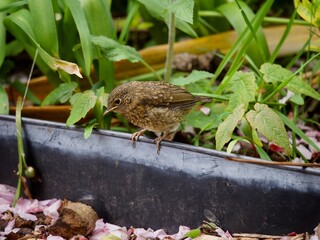 Young Baby Robin in Spring 