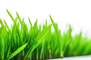 Obraz premium fresh green grass blades on a white background. Generative AI Generative AI