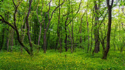 Bright green spring forest landscape
