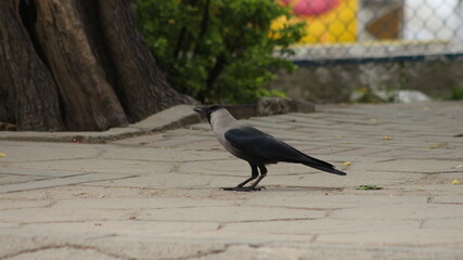 Obraz premium black crow on a pathway