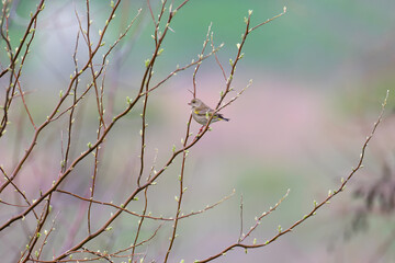 A  greenfinch (Chloris chloris) photographed from a long distance on a silver goof tree against a beautifully blurred background