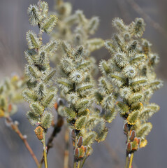 Fluffy willow buds shot close-up on a beautiful blurred background © VOLODYMYR KUCHERENKO