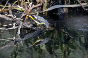 A migratory gray wagtail (Motacilla cinerea) is photographed in its natural habitat on the bank of a small stream hunting for insects in the water. Detailed close-up photo