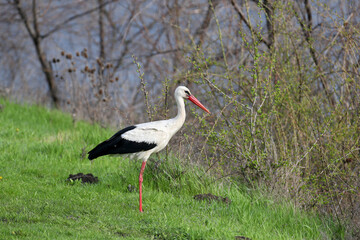 A lone white stork (Ciconia ciconia) is filmed on green grass on the bank of a stream in search of material for building a nest. Close-up and detailed photo of a bird