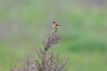 Close-up photo of whinchat (Saxicola rubetra) sitting on bushes and tree against blurred background. The defining features of the bird are clearly visible