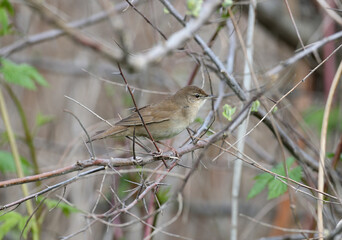 Various close-up pictures of Savi's warbler (Locustella luscinioides) sitting on a silver sucker bush and singing mating calls