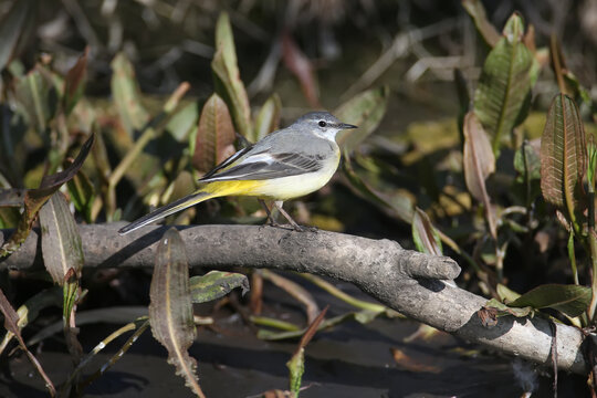 A migratory gray wagtail (Motacilla cinerea) is photographed in its natural habitat on the bank of a small stream hunting for insects in the water. Detailed close-up photo