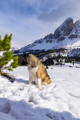 American Akita dog lies in the snow against the backdrop of the Italian mountains. Mountains passo delle erbe in snow, spring