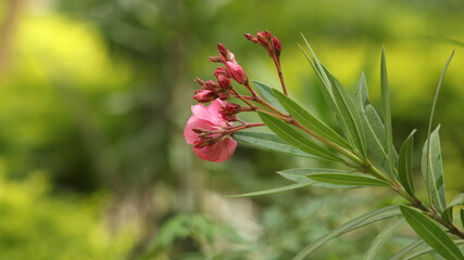 pink flower in the garden