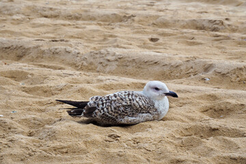 Gaviota descansando en la playa
