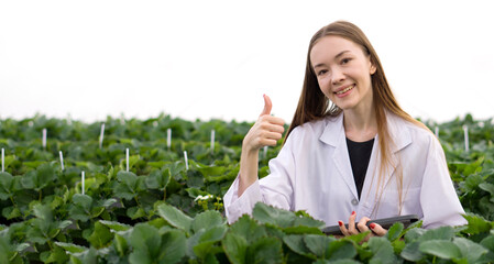 Caucasian female botanical scientist raise finger thumb up while observes growing organic strawberry in farm. The concept of growing organic vegetables.