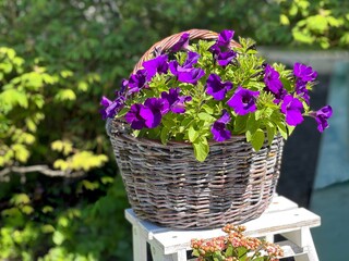 Purple petunia flowers basket in the garden.