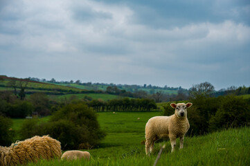 Young curious lamb in the spring