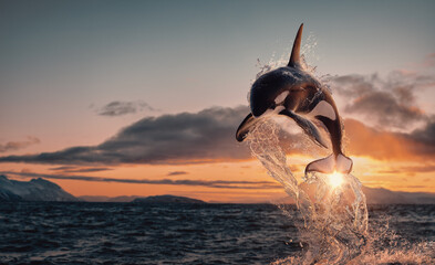 Killer whale aka Orca leaping from sunset ocean water with splashes, Norway fjord at background - 598266973