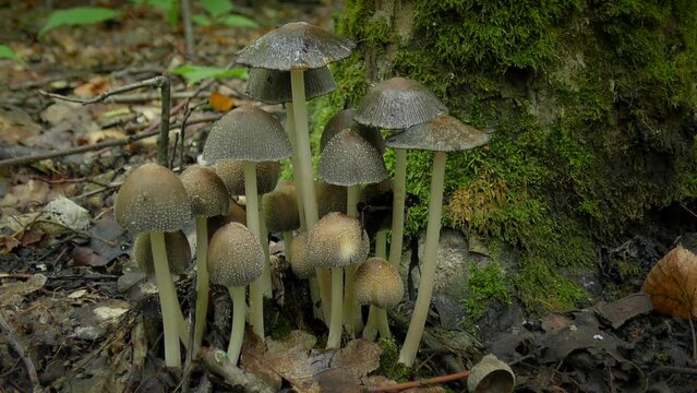 Common Inkcap (Coprinopsis atramentaria) group of fungi at the base of a tree trunk.