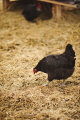 Chickens on a small farm in the country. Small scale poultry farming in Ontario, Canada.