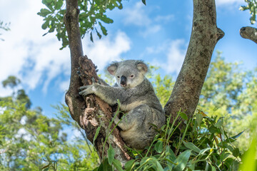Koala 🐨  © Sergei
