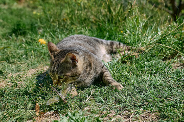 Fototapeta premium Funny tabby cat playing with captured dragonfly in green grass. Striped domestic gray cat having fun outdoors.