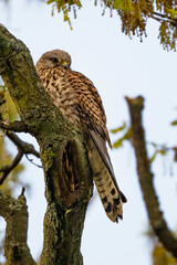 Wild Kestrel resting on old tree