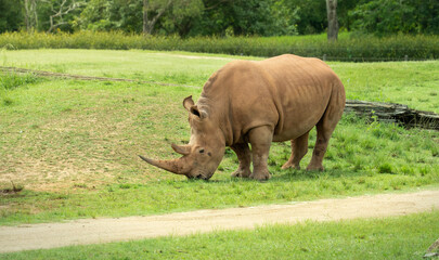 Fototapeta premium rhinoceros