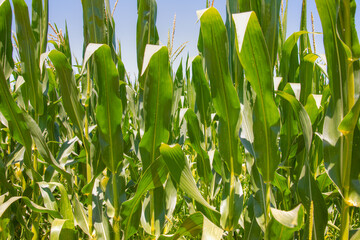 Amazing sunrise over the corn field