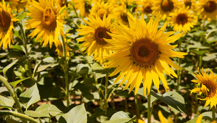 Beautiful summer landscape with field of blooming sunflowers field