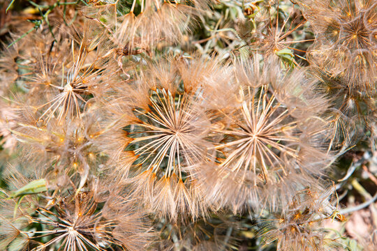 Detail of dandelion with matt effect. Close up shot